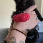 Znaleziono kota, Lublin, 8 października 2025