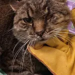 Znaleziono kota, Lublin, 6 października 2025