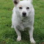 Pies do adopcji, Grudziądz, 7 października 2025