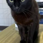 Znaleziono kota, Lublin, 6 października 2025