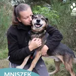 Pies do adopcji, Dąbrówka, 11 października 2025