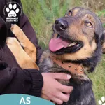 Pies do adopcji, Dąbrówka, 11 października 2025