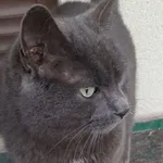 Zaginął kot, Goszczynno, 12 października 2025