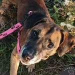 Spajki- podopieczny Fundacji Pieskowo szuka domu tymczasowego, w przyszłości z opcją domu stałego 🙂 Spajki to w średnim wieku samczyk, to także jeden z około 20 psiaków odebranych przez naszą Fundacj