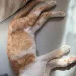 Zaginął rudy kotek