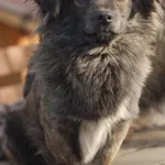 Hojrak - niewielki psiak z wielkim sercem szuka domu!