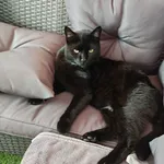 Zaginął kot, Reda, 12 października 2025