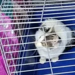 Znaleziono kota, Toruń, 10 października 2025