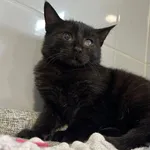 Kot do adopcji, Tychy, 19 września 2025