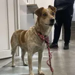 Znaleziono psa, Toruń, 10 października 2025