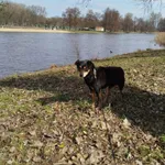 Zaginął pies, Łódź, 12 października 2025