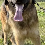 Imię:  Gaja Chip: 616093903164370 Płeć : Samica Wiek:  styczeń 2023 Wielkość:  duża Kastracja/sterylizacja:  Tak Inne Psy:  Akceptuje towarzystwo suczek i psów, Dzieci:  W wieku szkolnym.  Charakter: 