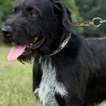 Imię: Baron Chip: 616093903163950 Płeć : Samiec Wiek:  styczeń 2023 Wielkość:  duży Kastracja/sterylizacja:  Tak Inne Psy:  Akceptuje towarzystwo suczek i psów, Dzieci:  W wieku szkolnym. Charakter: G