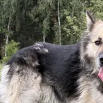 Imię:  Desperados Chip: 616093903160374 Płeć : Samiec Wiek:  styczeń 2018 Wielkość:  duży Kastracja/sterylizacja:  Tak Inne Psy:  Akceptuje towarzystwo suczek i psów Dzieci:  W wieku szkolnym  Charakt