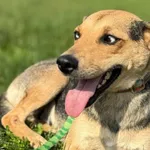 Imię:  Mysia Chip: 616093903160269 Płeć : Samica Wiek:  styczeń 2024 Wielkość:  średnio mała Kastracja/sterylizacja:  Tak Inne Psy:  Akceptuje towarzystwo suczek i psów, Dzieci:  W wieku szkolnym.  Ch