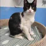 Znaleziono kota, Grudziądz, 5 czerwca 2025