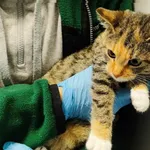 Znaleziono kota, Toruń, 10 października 2025