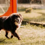 Feniks 967000009463654