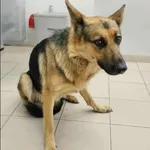 Znaleziono psa, Grudziądz, 1 października 2025