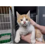 Znaleziono kota, Białystok, 11 października 2025