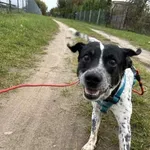 Pies do adopcji, Wolsztyn, 12 października 2025