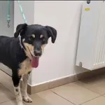 Znaleziono psa, Grudziądz, 12 października 2025