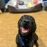 Znaleziono psa, Szczecin, 11 października 2025