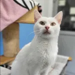 Znaleziono kota, Grudziądz, 5 września 2025