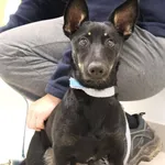 Znaleziono psa, Łódź, 12 października 2025