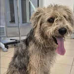 Znaleziono psa, Grudziądz, 10 października 2025