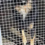 Znaleziono psa, Lublin, 12 października 2025