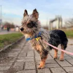 Znaleziono psa, Szczecin, 13 października 2025