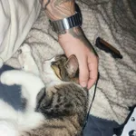 Znaleziono kota, Łódź, 13 października 2025