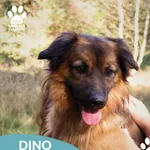 Pies do adopcji, Dąbrówka, 13 października 2025