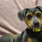 Pies do adopcji, Chełmek, 9 września 2025