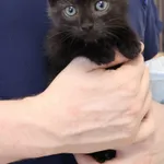 Znaleziono kota, Łódź, 13 października 2025