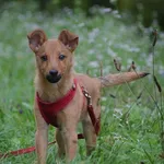 Znaleziono psa, Toruń, 3 października 2025