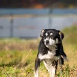 Pies do adopcji, Racławice, 12 października 2025