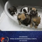 Znaleziono psa, Dębniak, 14 października 2025