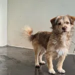 Znaleziono psa, Chełmek, 14 października 2025