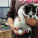 Kocurek poz. 25/776/K