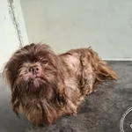 Znaleziono psa, Chełmek, 14 października 2025