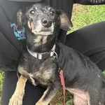 Pies do adopcji, Wolsztyn, 14 października 2025