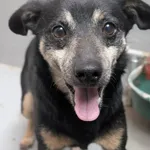 Piesek znaleziony w Pecnie, gm. Mosina