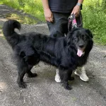 Pies do adopcji, gmina Platerówka, 14 października 2025