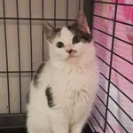 Kot do adopcji, Olsztyn, 15 października 2025