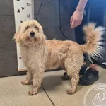 Znaleziono psa, Chełmek, 7 października 2025