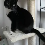 Zaginął kot, Gdynia, 17 października 2025