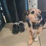 Znaleziono psa, Chełmek, 14 października 2025