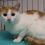 Znaleziono kota, Łódź, 13 października 2025